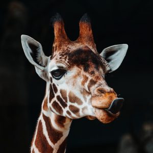 andy-holmes-D6TqIa-tWRY-unsplash andy-holmes-D6TqIa-tWRY-unsplash