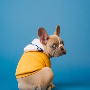 karsten-winegeart-oU6KZTXhuvk-unsplash karsten-winegeart-oU6KZTXhuvk-unsplash